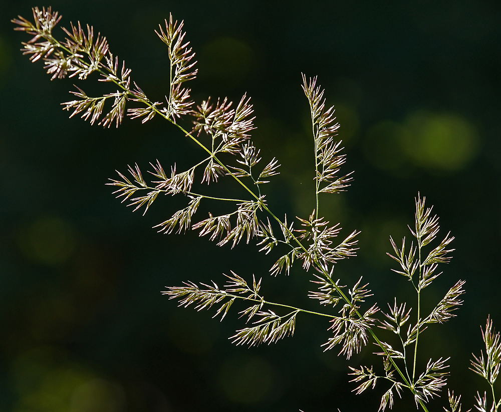 Изображение особи Calamagrostis epigeios.