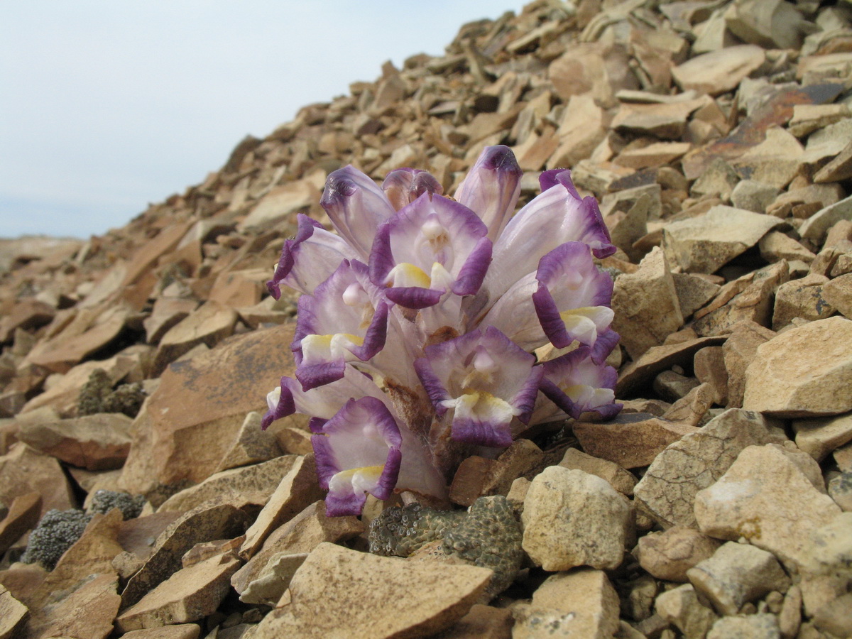 Image of Cistanche salsa specimen.