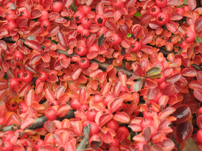 Image of Cotoneaster horizontalis specimen.