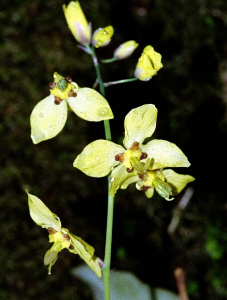 Image of Epimedium colchicum specimen.