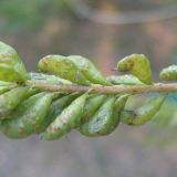 Amorpha fruticosa. Незрелые плоды. Украина, г. Кривой Рог, Ботанический сад НАН Украины. 16.08.2009.