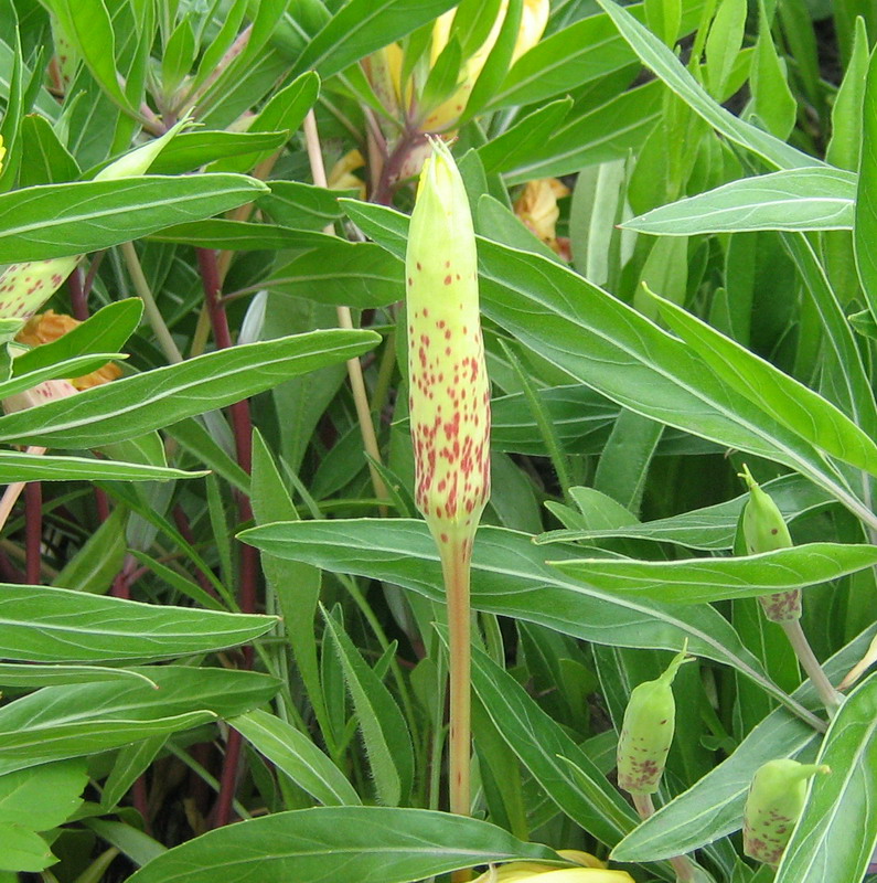 Image of Oenothera macrocarpa specimen.