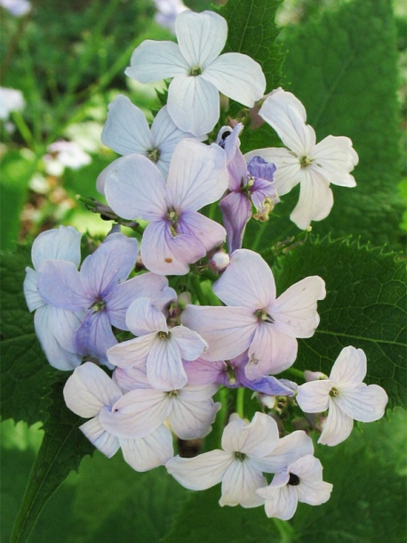 Изображение особи Lunaria rediviva.