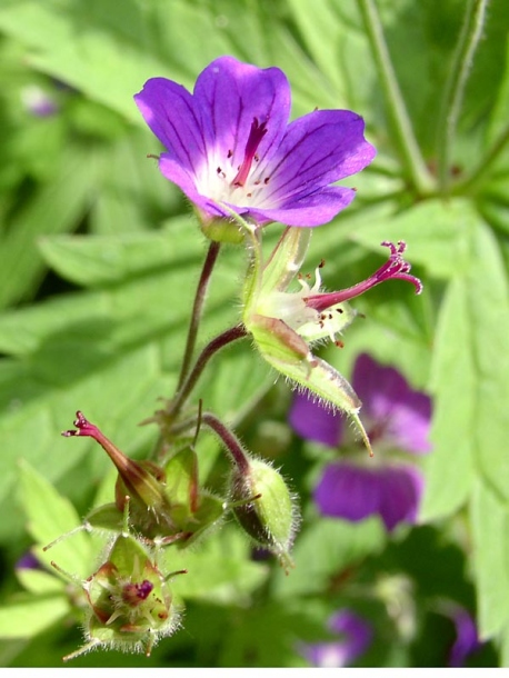 Изображение особи Geranium sylvaticum.