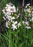 Saponaria officinalis