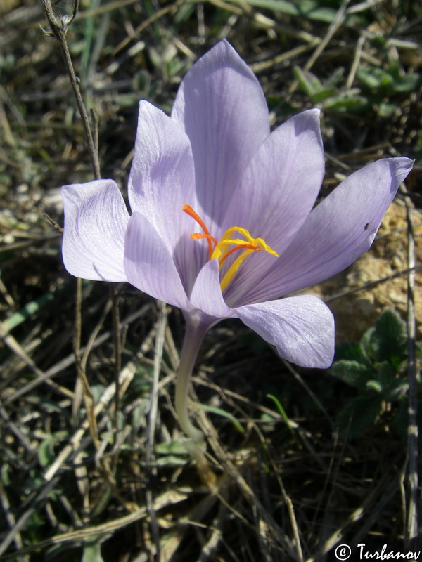 Image of Crocus pallasii specimen.