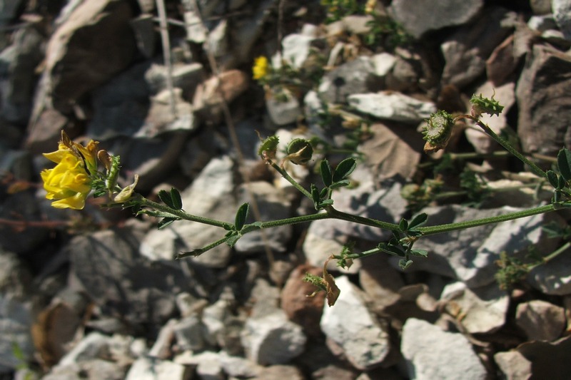 Изображение особи Medicago saxatilis.