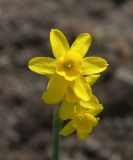 Narcissus jonquilla