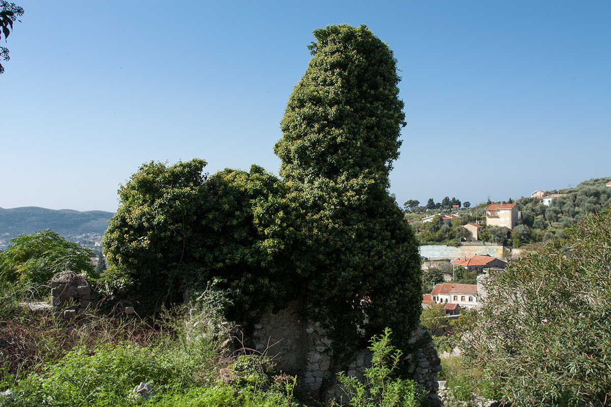 Image of Hedera helix specimen.