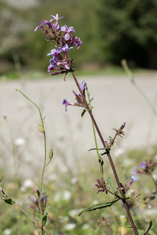 Изображение особи Plumbago europaea.