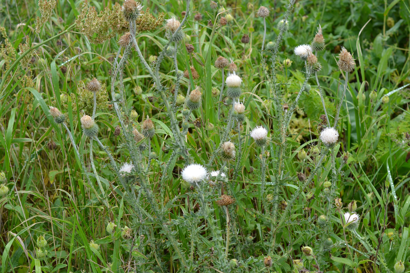 Image of Carduus uncinatus ssp. davisii specimen.