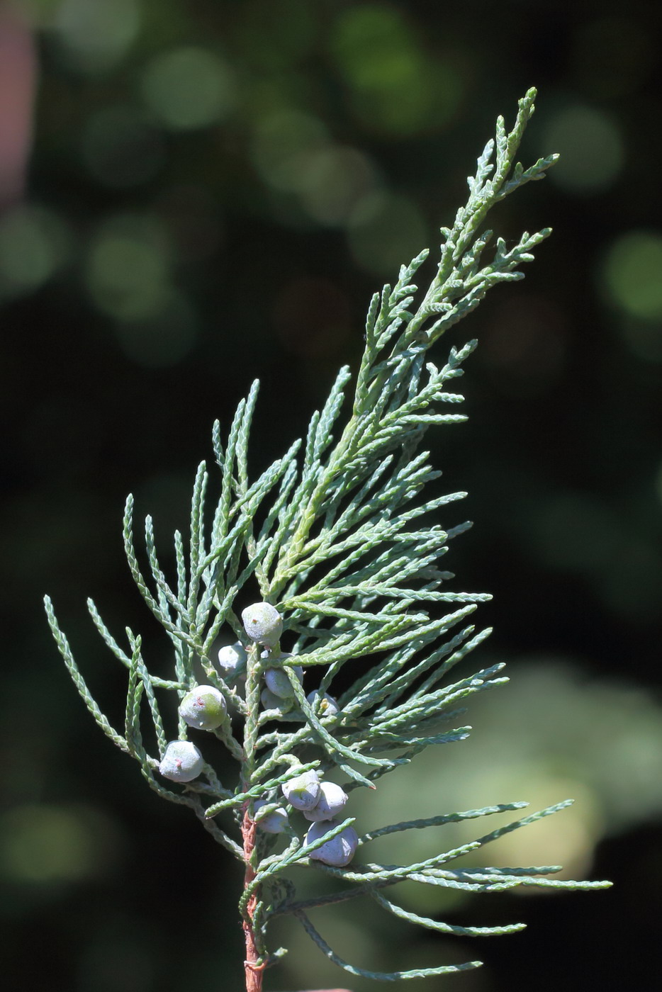 Image of genus Juniperus specimen.