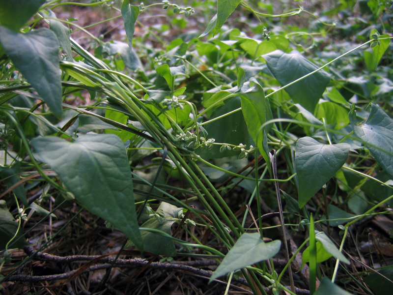 Изображение особи Fallopia convolvulus.