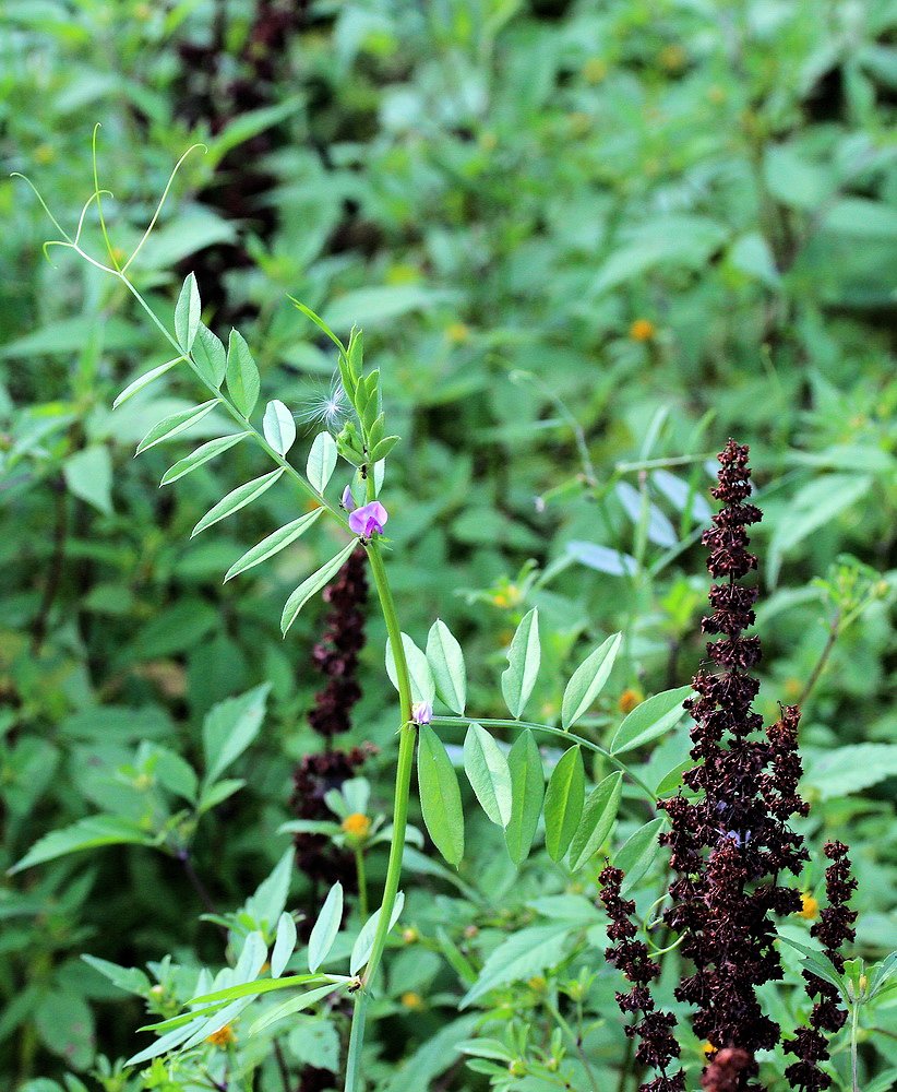 Изображение особи Vicia segetalis.