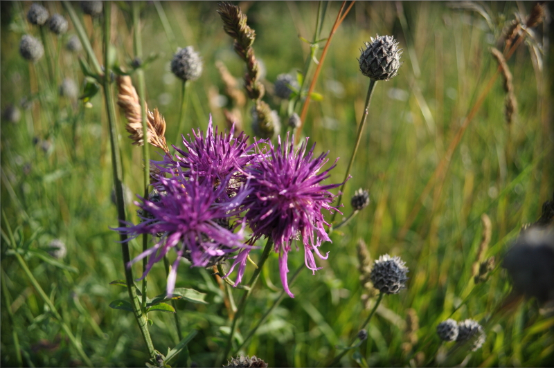 Image of Centaurea scabiosa specimen.