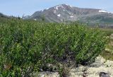 Betula rotundifolia. Взрослые растения на окраине лавового поля (в правом нижнем углу — лишайники рода Cladonia). Бурятия, Окинский р-н, падь Хи-Гол, ≈ 2000 м н.у.м., горная тундра. 11.07.2015.