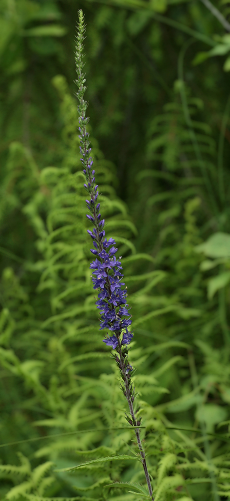 Image of Veronica longifolia specimen.