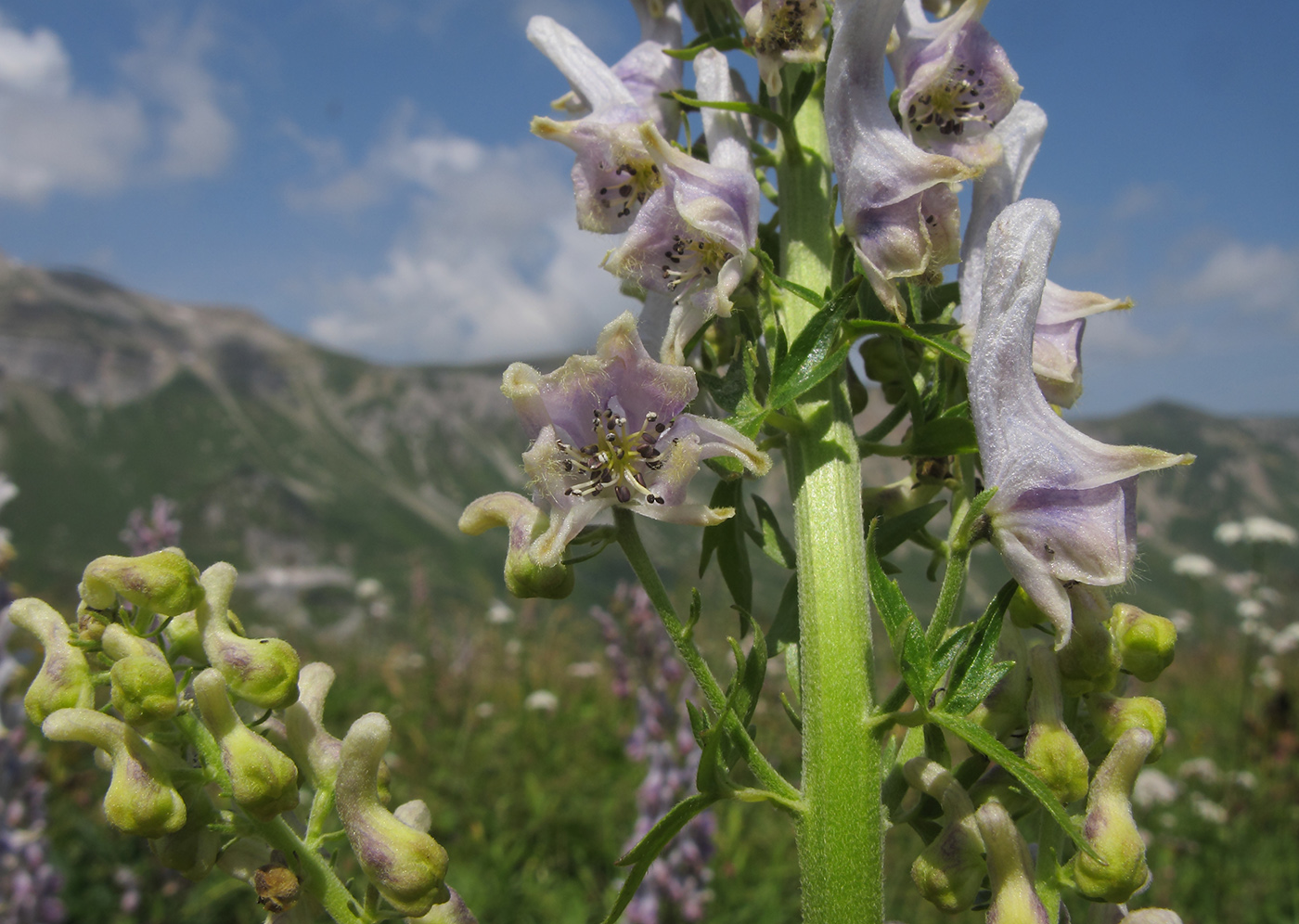 Изображение особи Aconitum orientale.