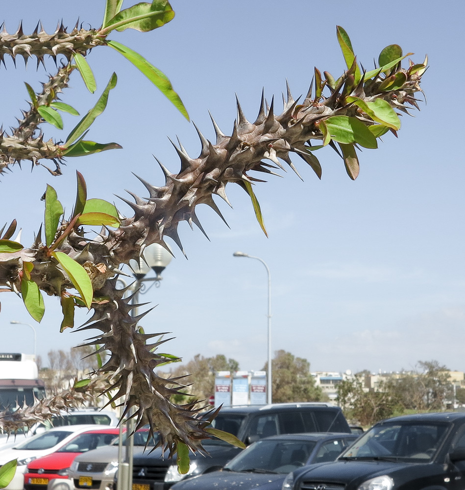 Image of Euphorbia splendens specimen.