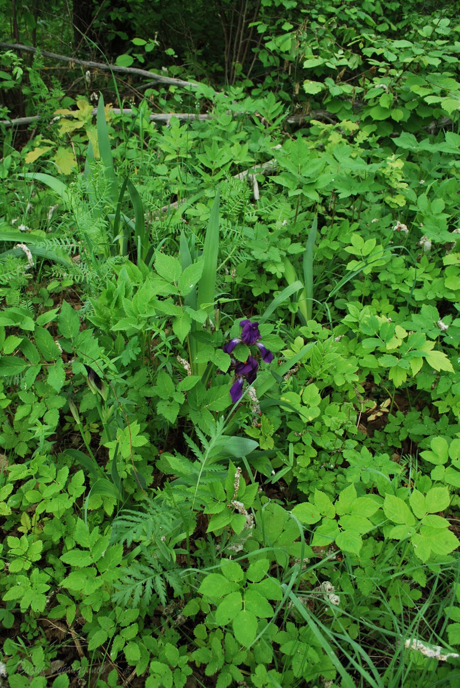 Image of Iris aphylla specimen.