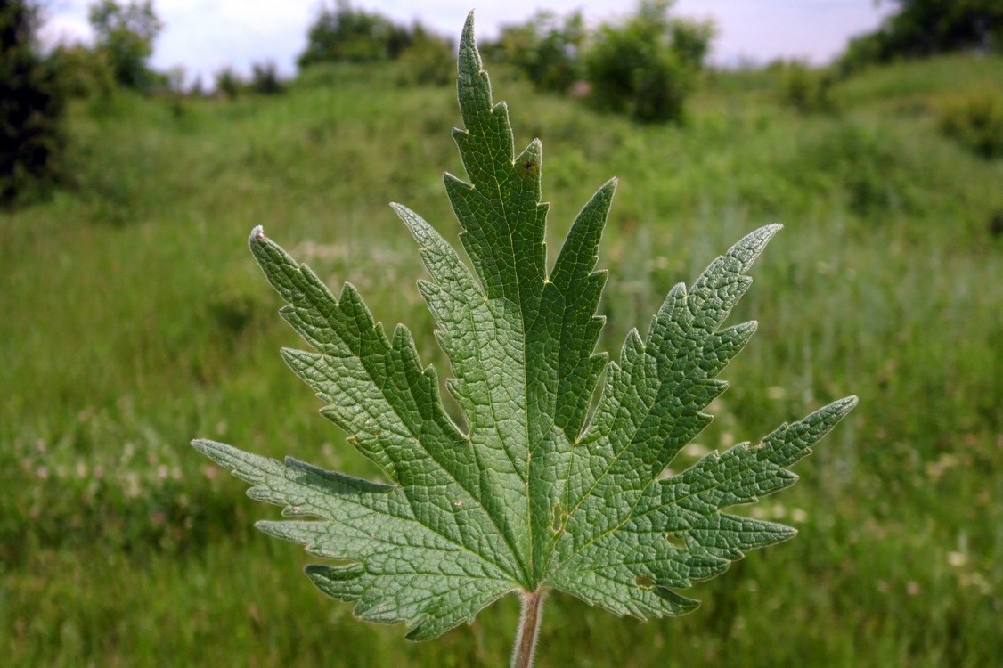 Image of Leonurus quinquelobatus specimen.