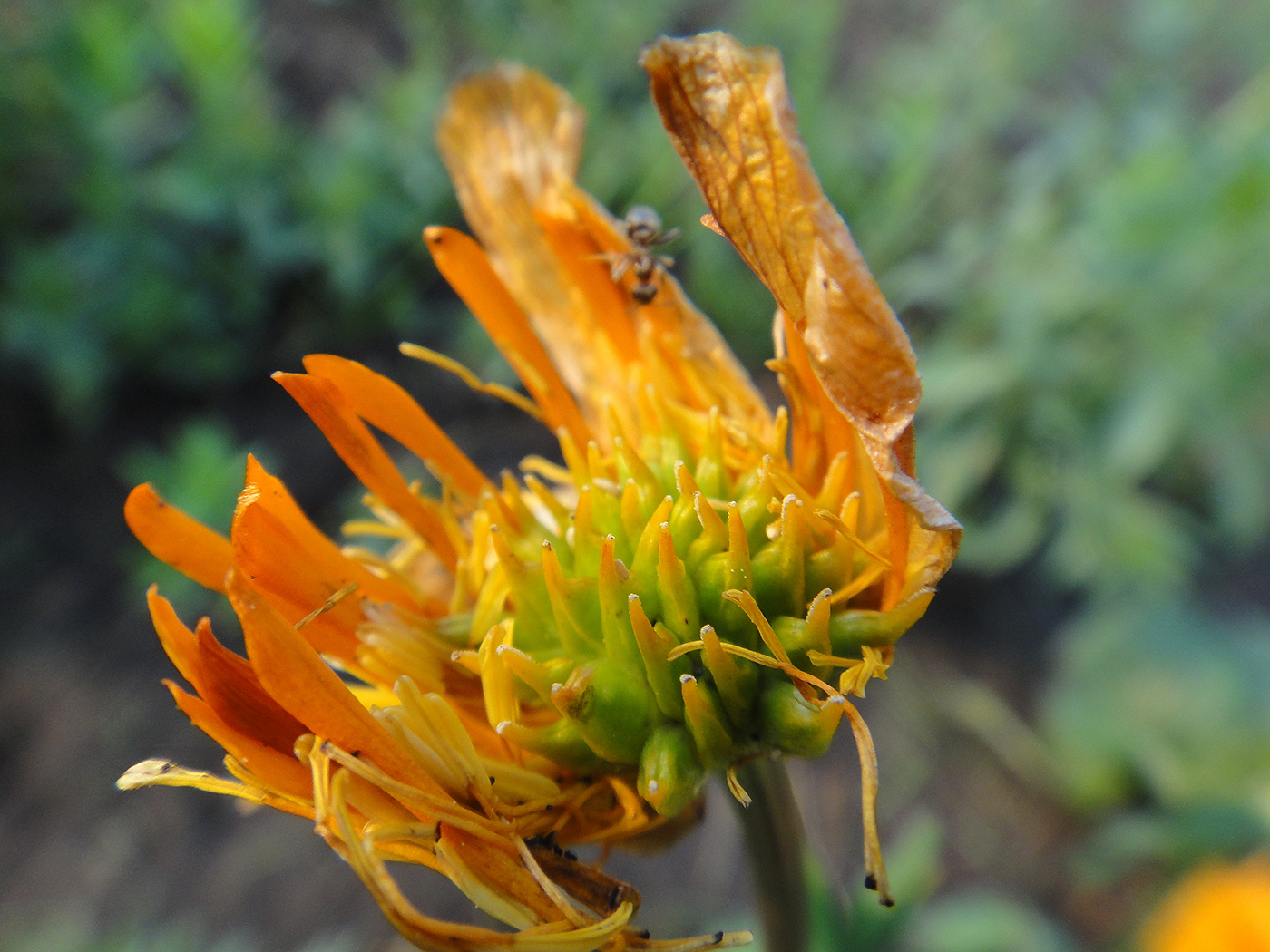 Image of Trollius ircuticus specimen.