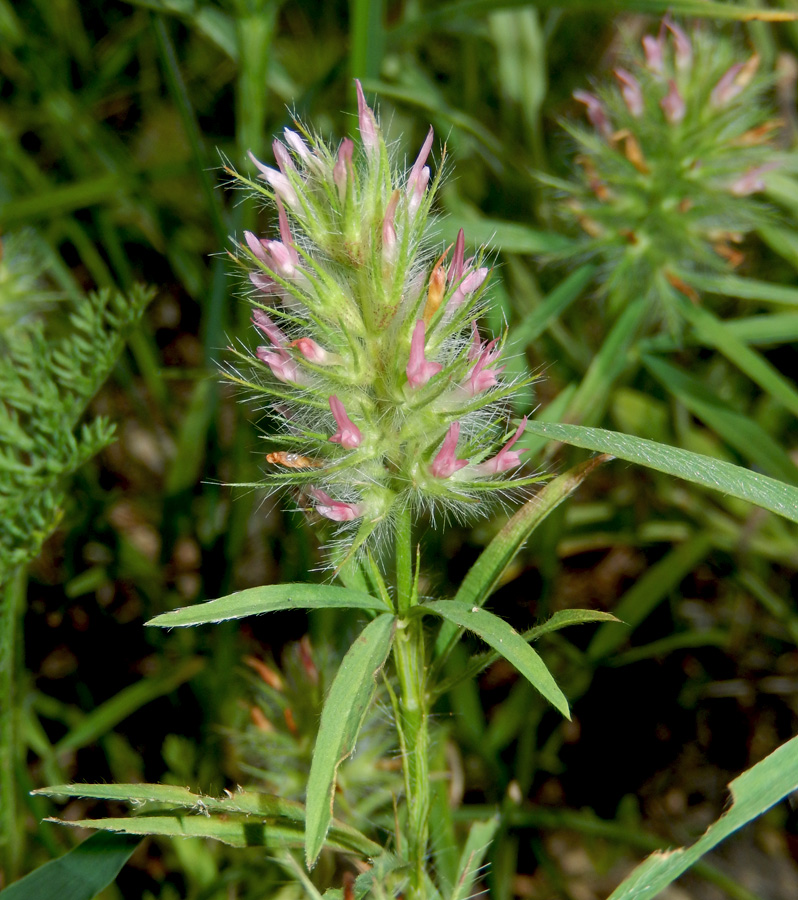 Image of Trifolium angustifolium specimen.