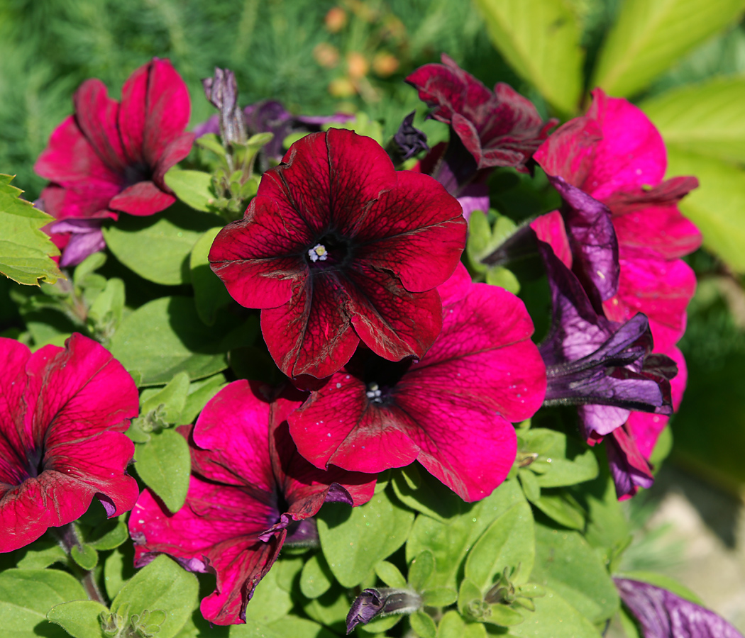 Изображение особи Petunia &times; hybrida.