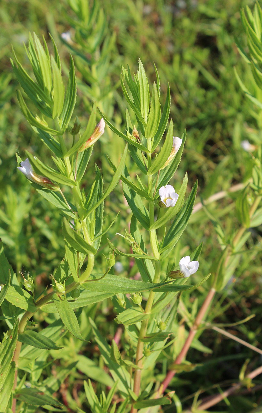 Изображение особи Gratiola officinalis.