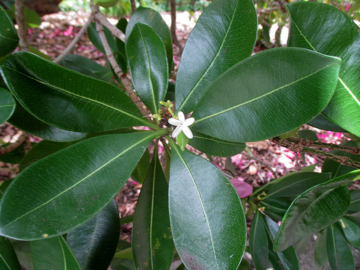 Изображение особи Ochrosia elliptica.