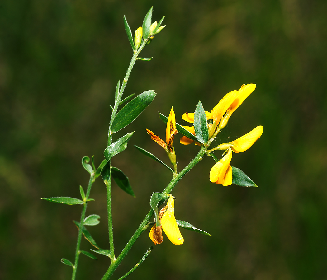 Image of Genista tinctoria specimen.