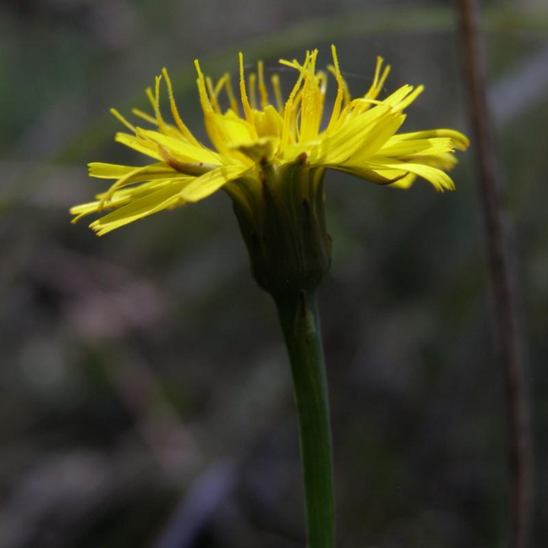 Image of Hypochaeris radicata specimen.