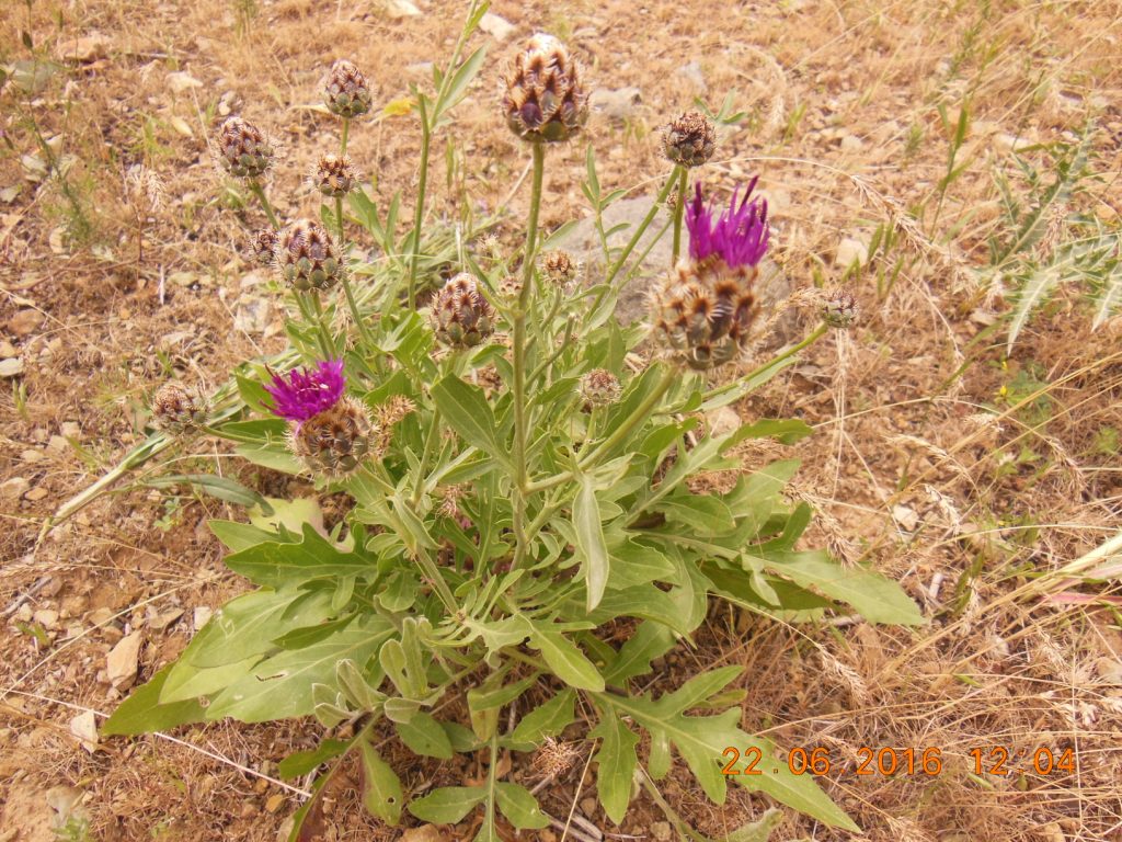 Image of Centaurea pseudoscabiosa specimen.