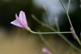 Convolvulus dorycnium. Часть побега с цветком. Израиль, Нижняя Галилея, г. Верхний Назарет, ландшафтный парк. 09.05.2016.