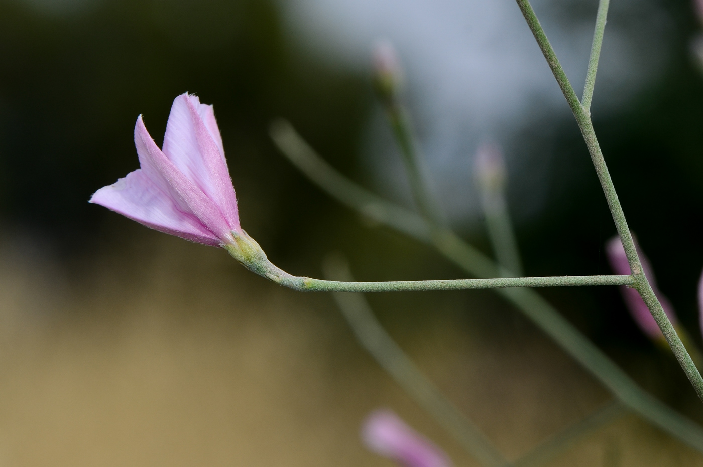 Изображение особи Convolvulus dorycnium.