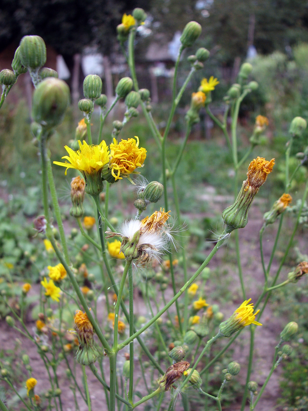 Изображение особи Sonchus arvensis.