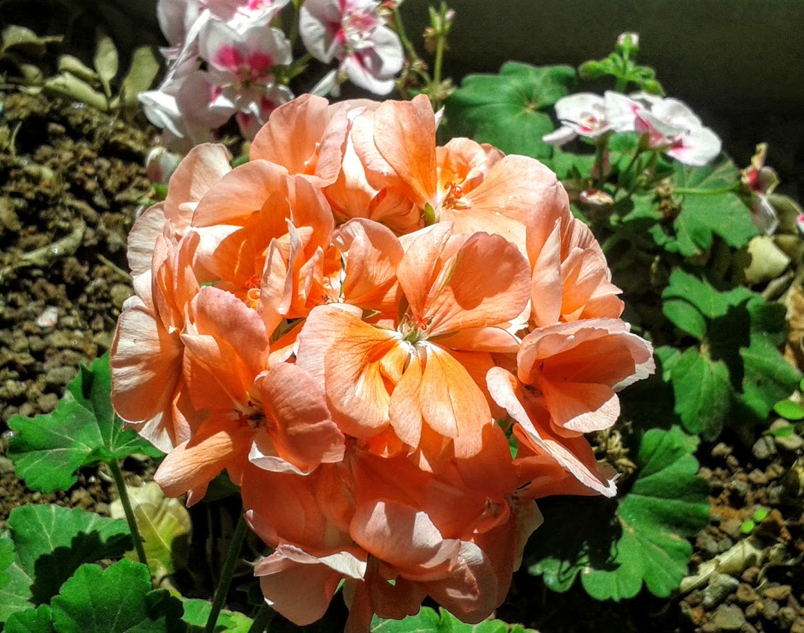 Image of Pelargonium hortorum specimen.