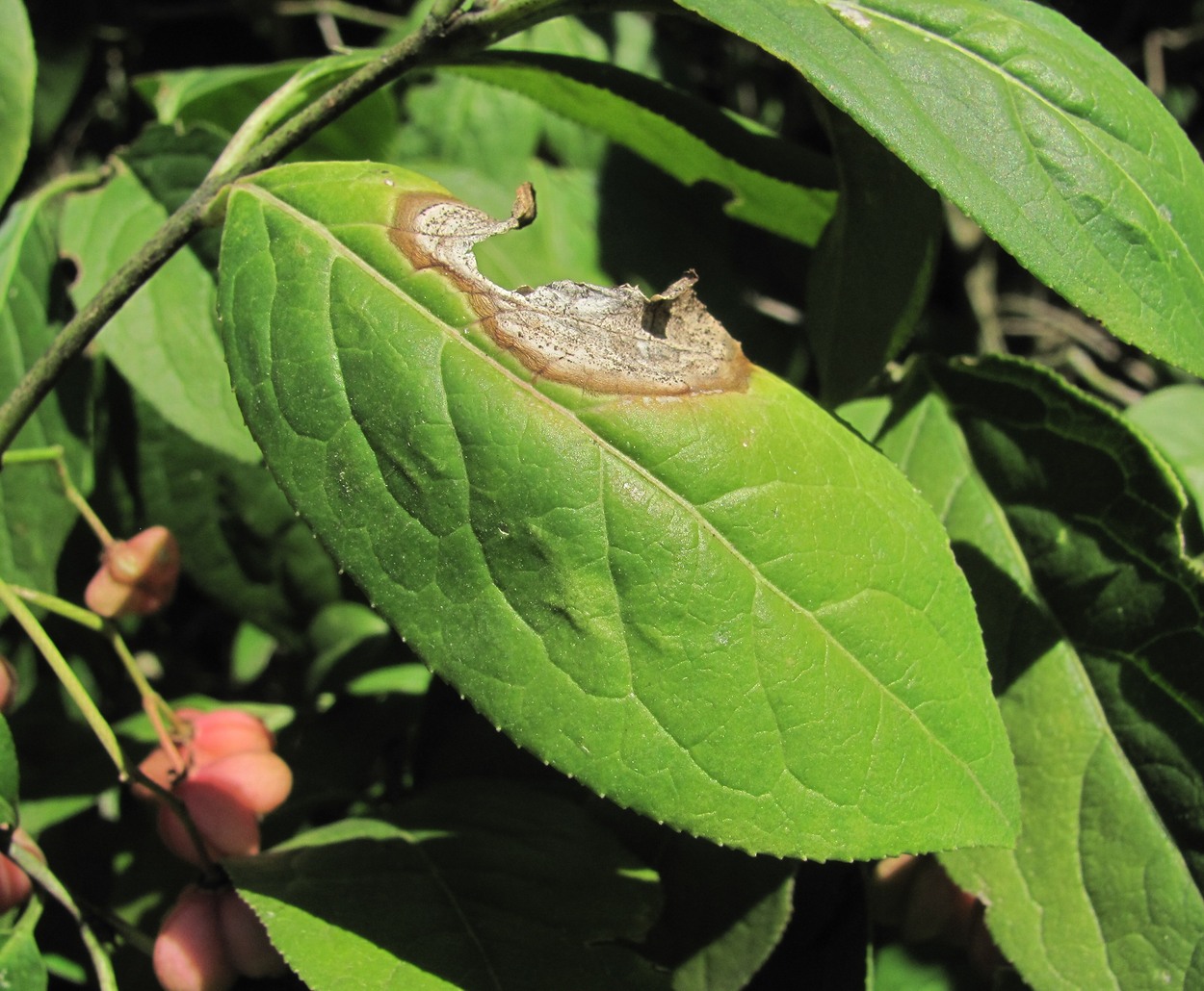 Изображение особи Euonymus europaeus.