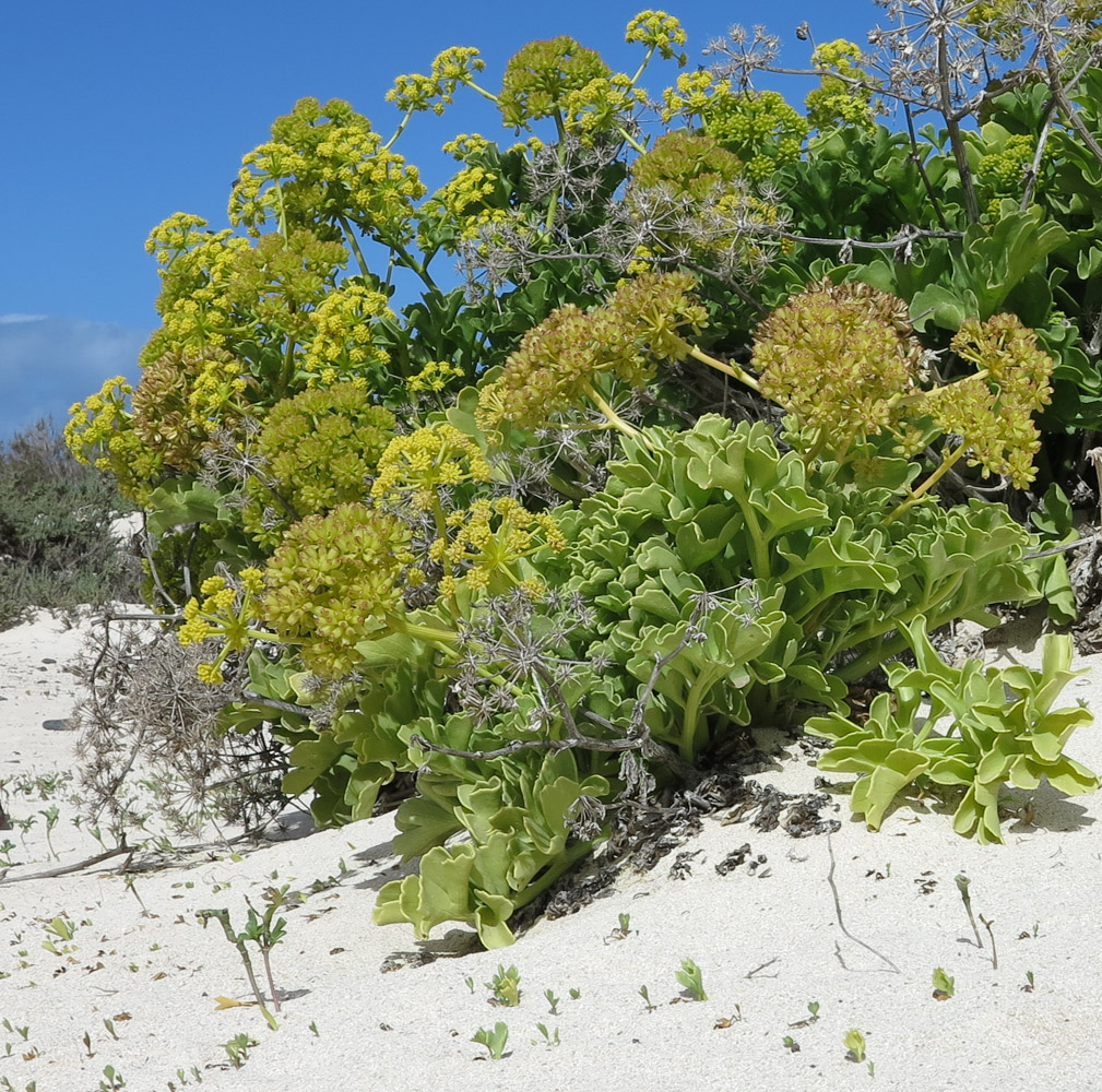 Image of Astydamia latifolia specimen.