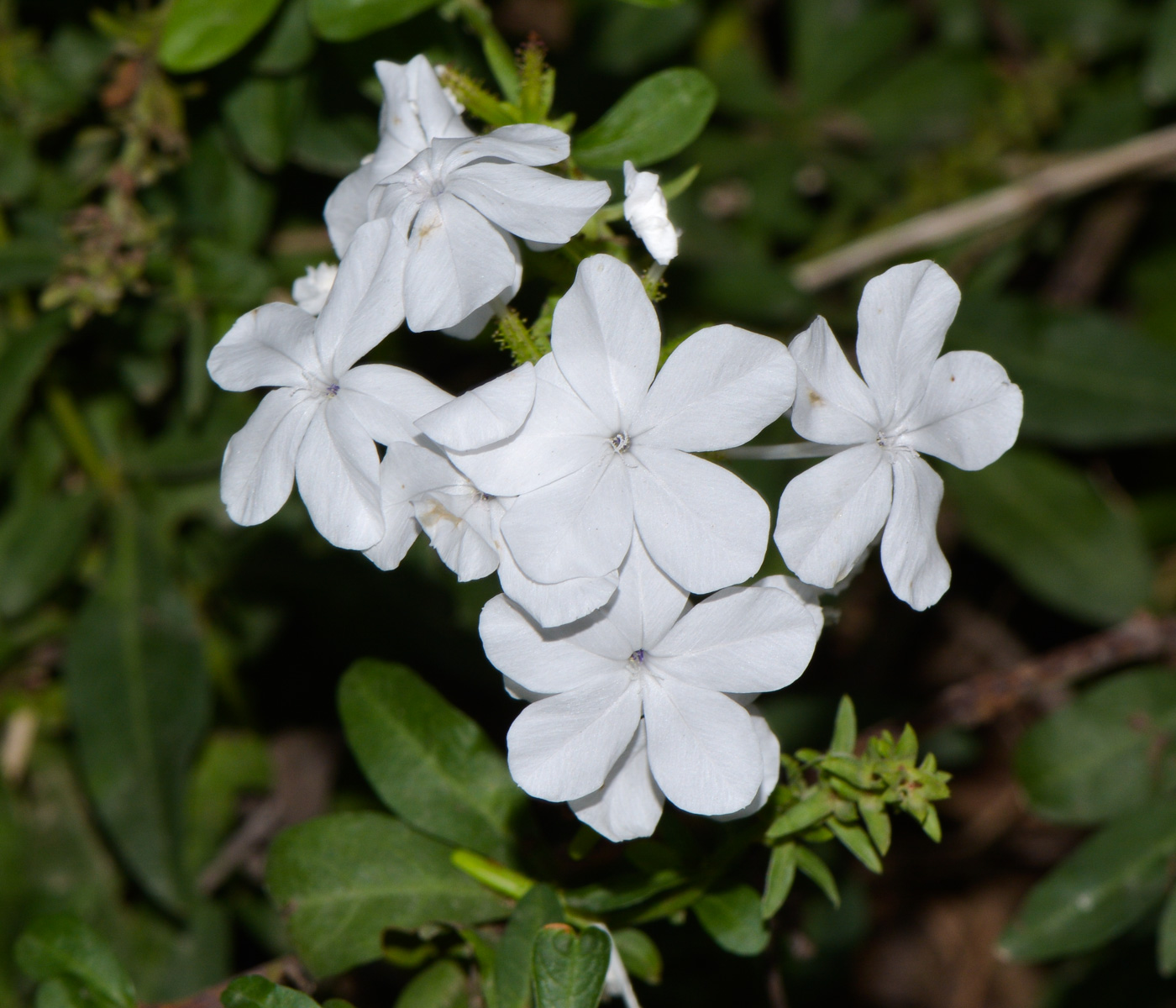 Image of Plumbago auriculata specimen.