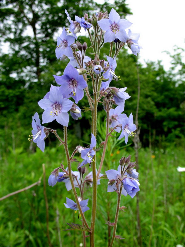 Изображение особи Polemonium laxiflorum.