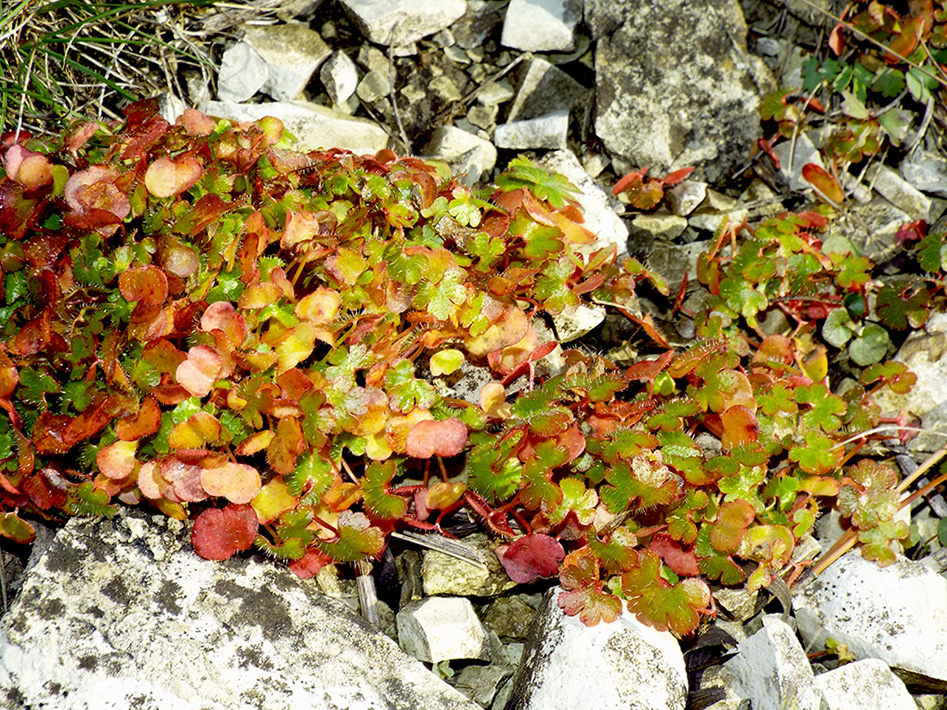 Изображение особи Geranium lucidum.