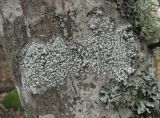 Pertusaria