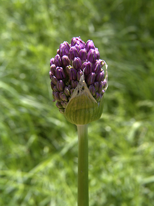 Image of Allium stipitatum specimen.