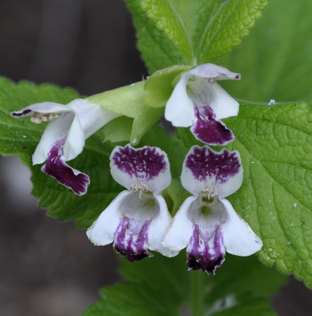 Image of Melittis melissophyllum ssp. albida specimen.