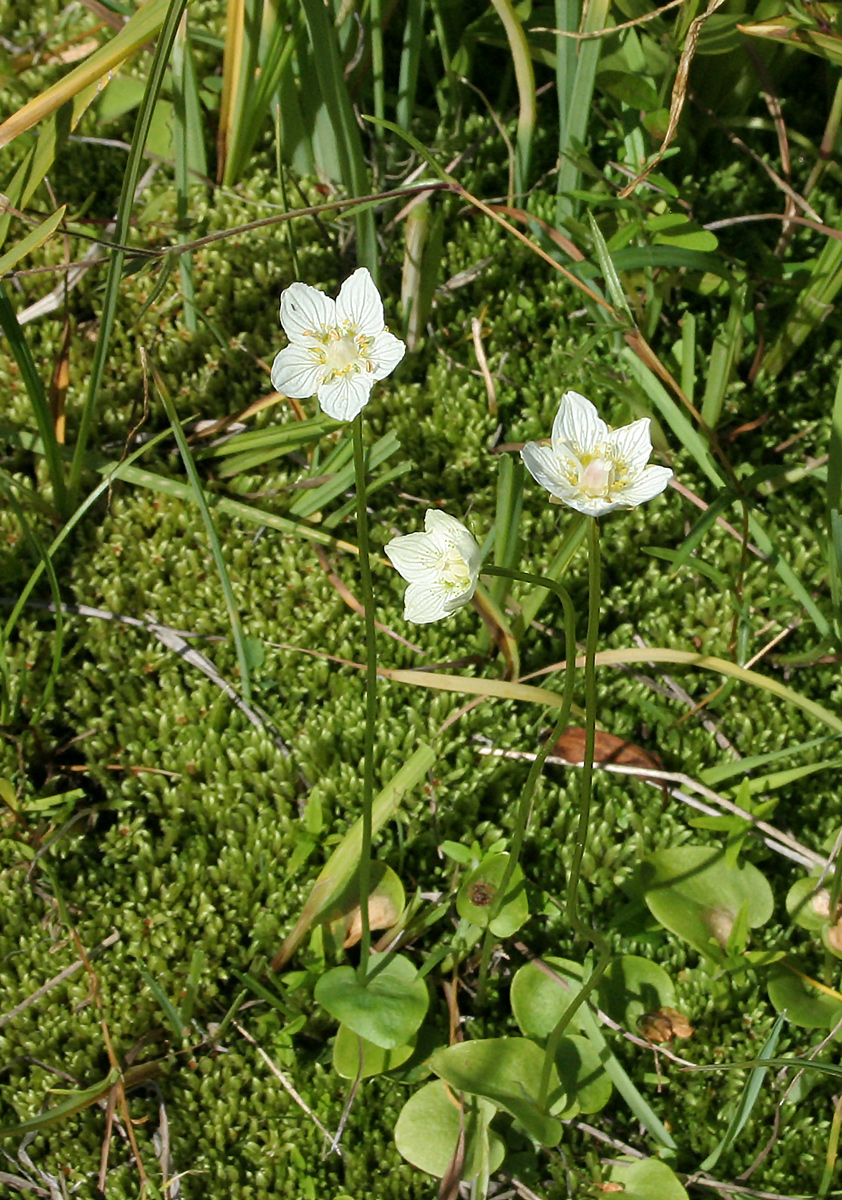 Image of Parnassia palustris specimen.