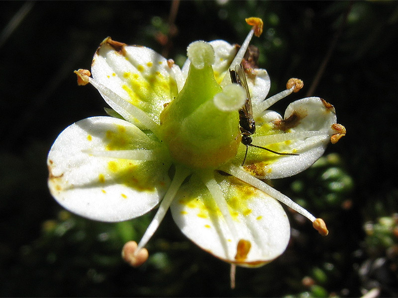 Image of Saxifraga bryoides specimen.