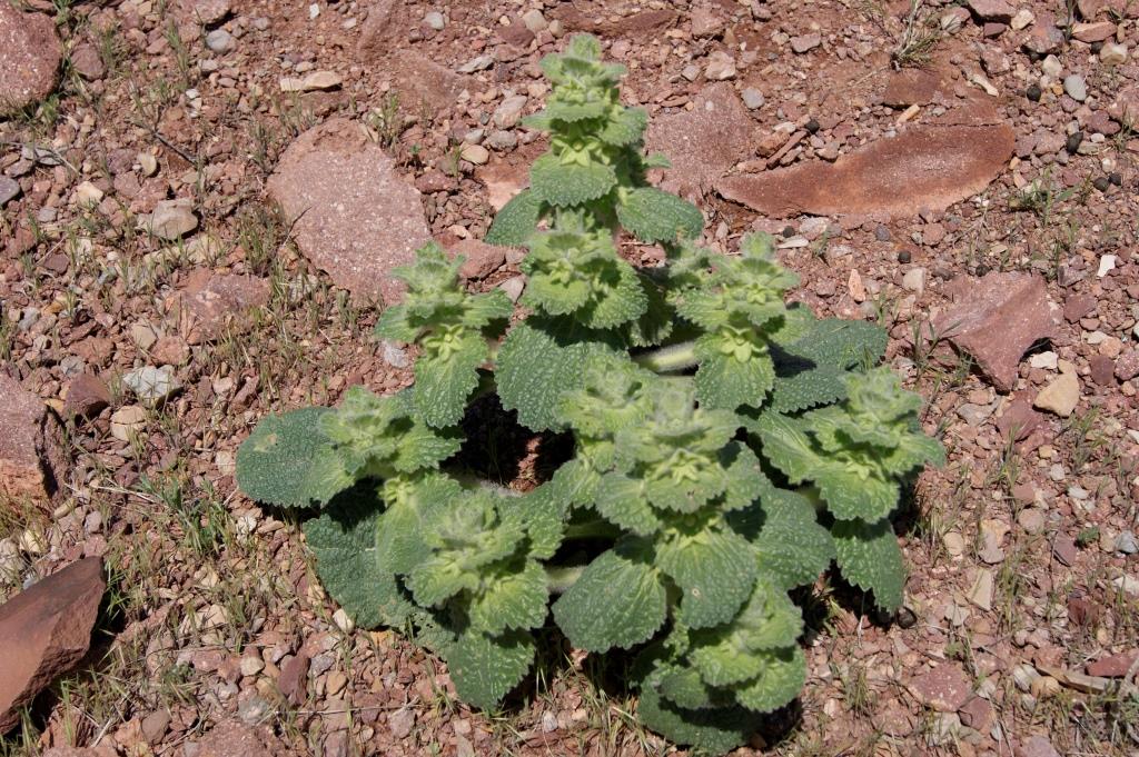 Изображение особи Eremostachys macrophylla.