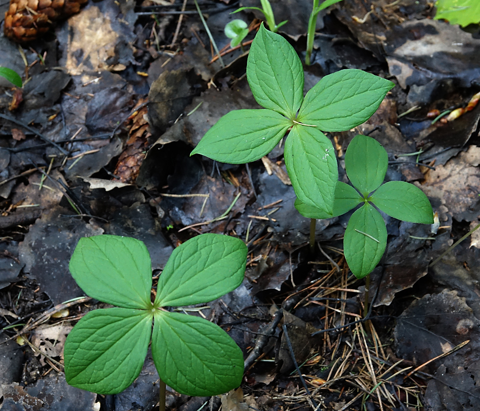 Image of Paris quadrifolia specimen.