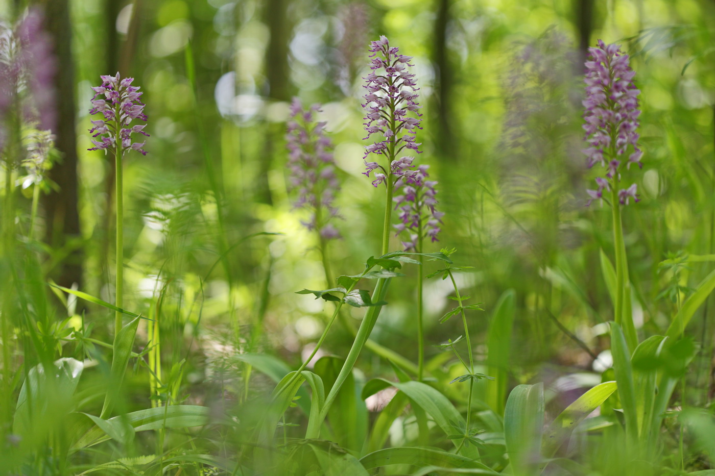 Image of Orchis militaris specimen.